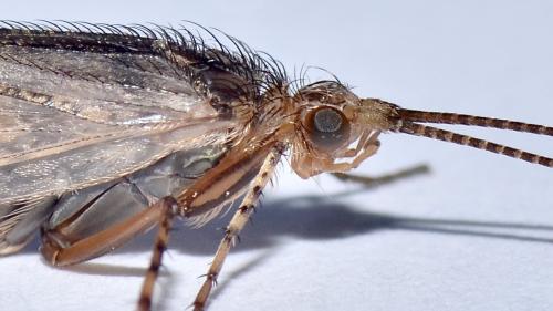 Réf. 303 016 : Limnephilus sp.